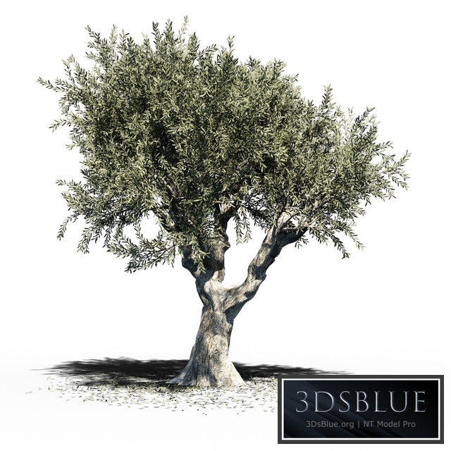 Olive Tree (Europa Olea) v2