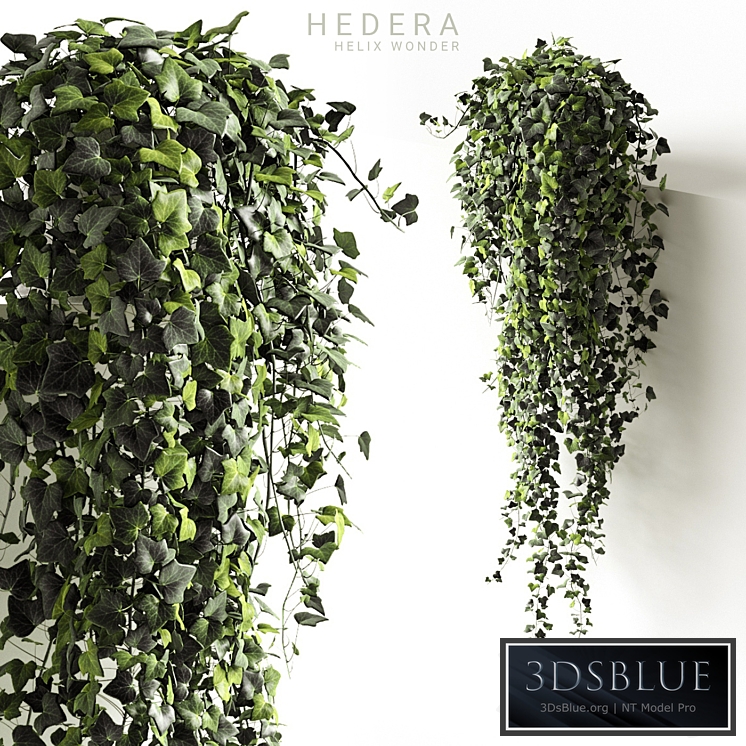 Hedera helix wonder long