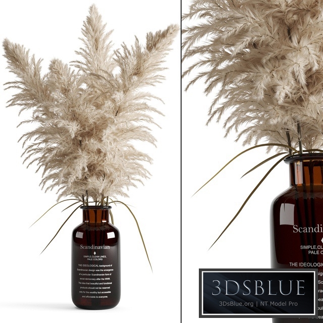 Cortaderia (pampas grass) in a vase