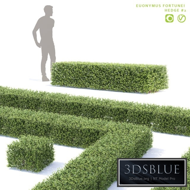 Fortune euonymus. Hedgerow | Euonymus fortunei # 2