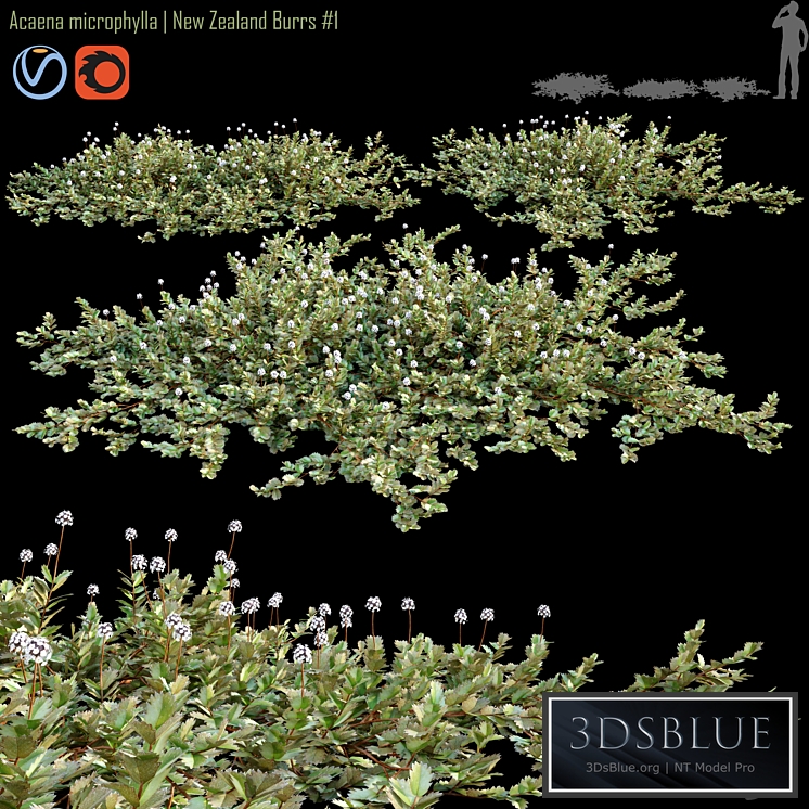 Acaena microphylla | New Zealand Burrs # 1