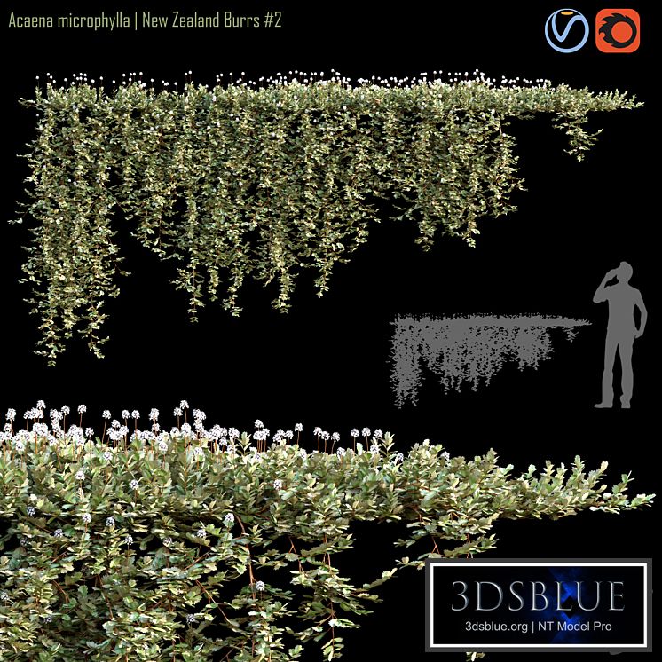 Acaena microphylla | New Zealand Burrs # 2