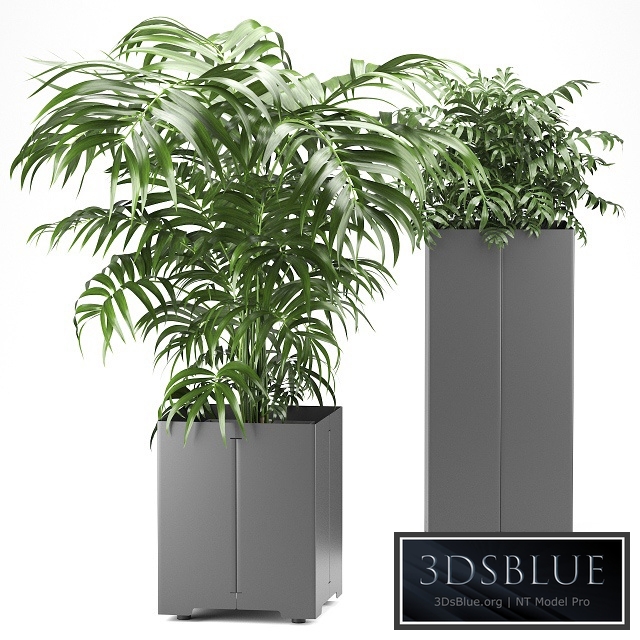 Palm tree in a pot 03 (CAPE Collection)