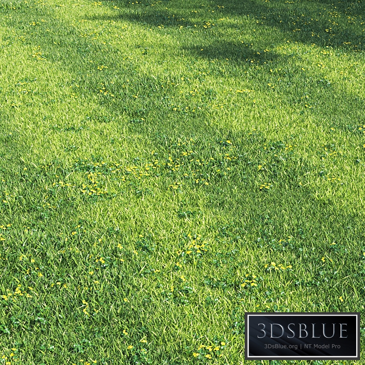 Grass england garden