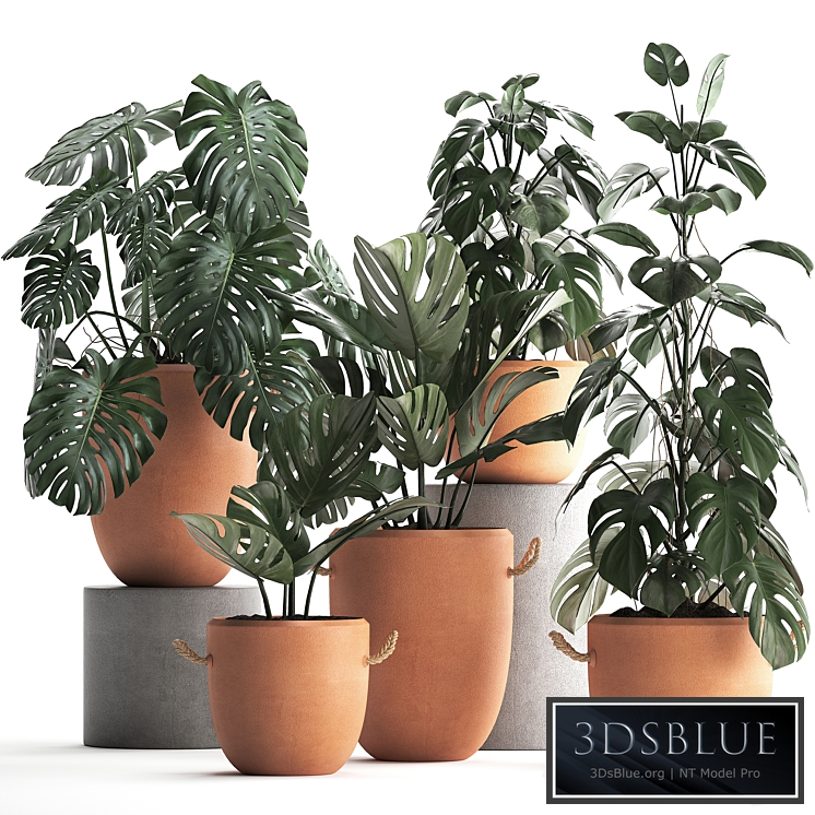 Plant Collection 423. Monstera, set, clay pot, clinker, houseplants, set