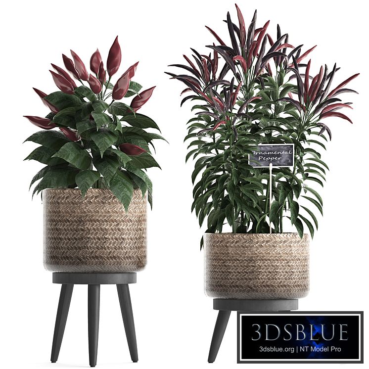 Plant Collection 424. Kitchen garden, basket, rattan, herbs, pepper, chili, vegetables, eco design, kitchen garden, nature decor