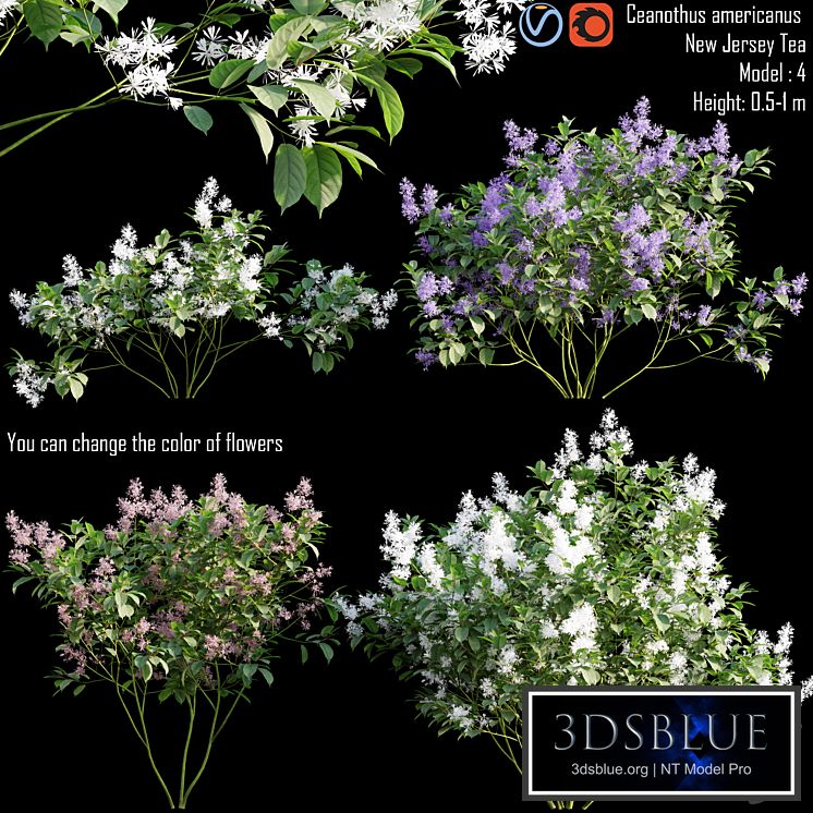 Ceanothus americanus | New Jersey Tea # 1