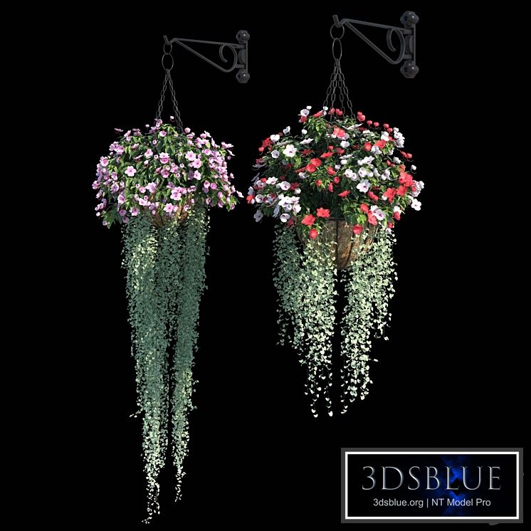 Set of plants No. 2 (balsamine + dichondra)