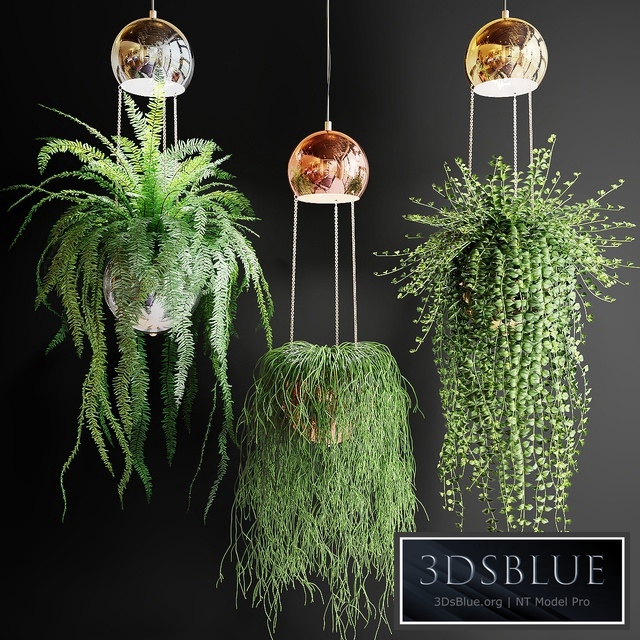 Ampel plants in pots with lamps