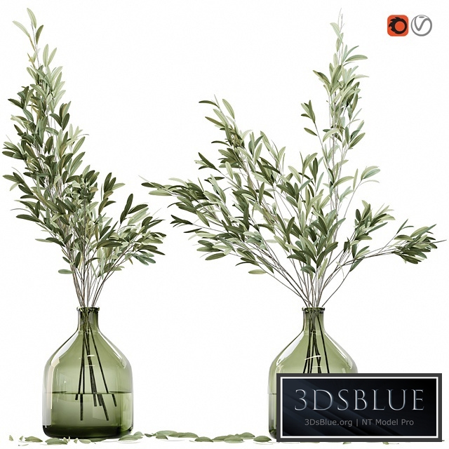 Olive stems in glass vase with water