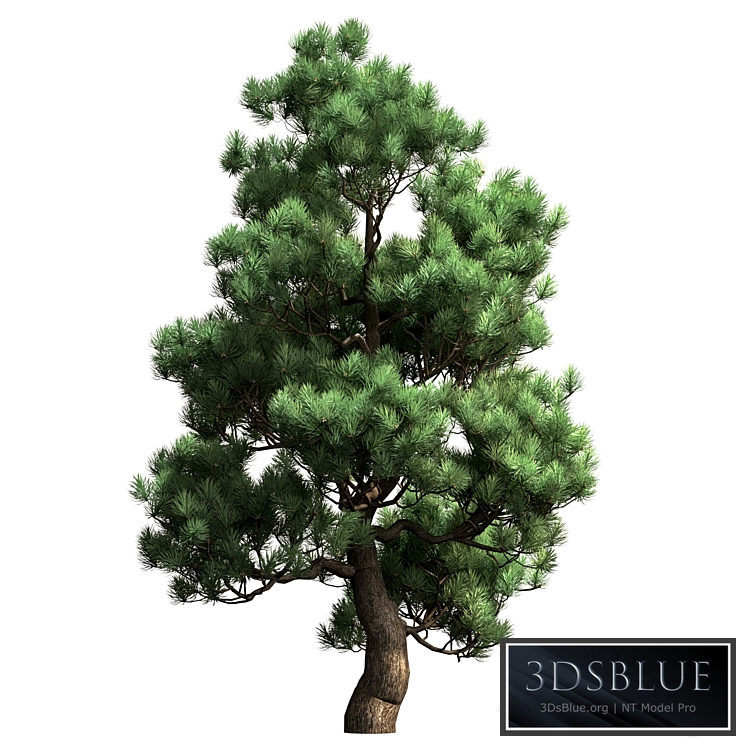 Decorative pine v2