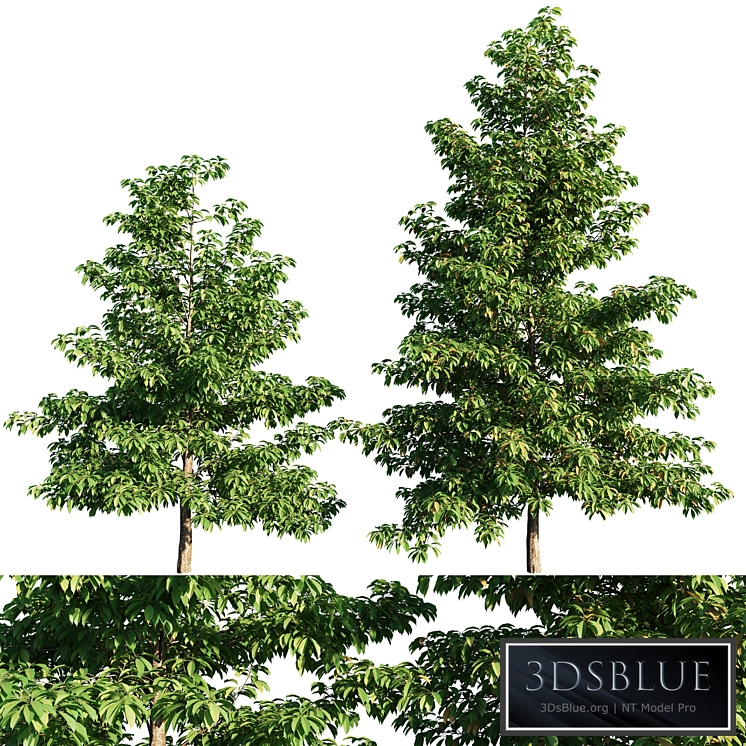 Nyssa sylvatica tree