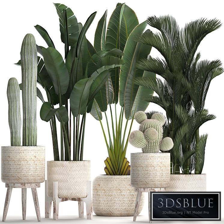 Plant Collection 426. White basket, rattan, dipsis, palm tree, indoor plants, carnegia, strelitzia, Scandinavian style, eco design, natural materials, banana palm