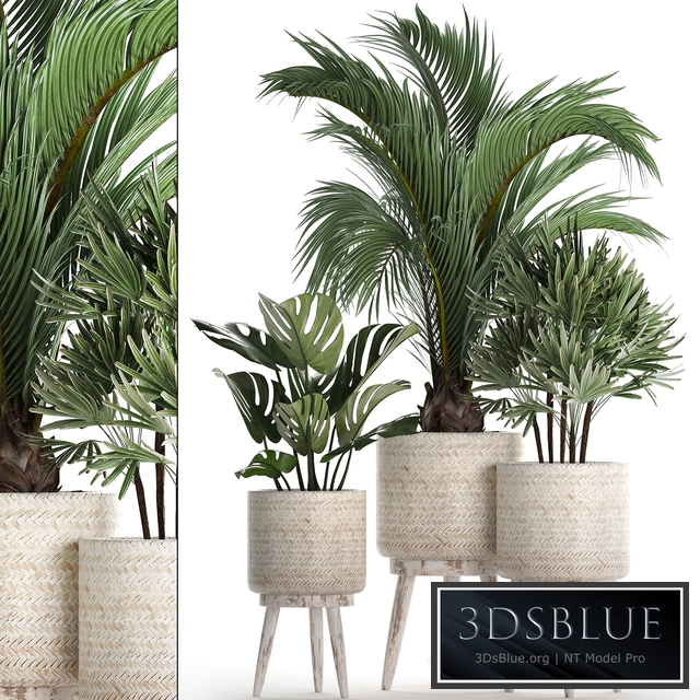 Plant Collection 427. Rapis, monstera, indoor plants, Scandinavian style, eco design, natural materials, Raphis Palm