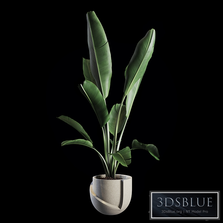 Indoor Plants Set 02