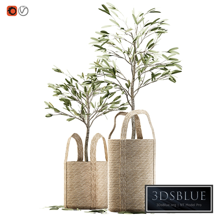 Wicker basket containing the delicate olive tree in pastel tones