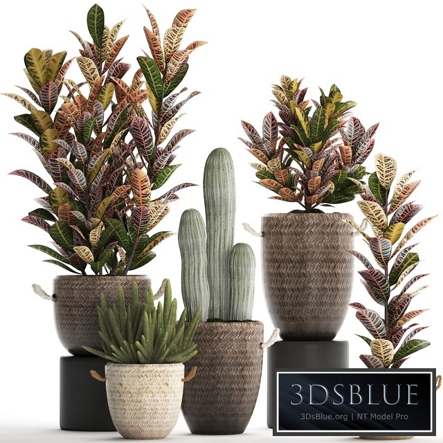 Collection of plants 430. Croton, flowerpot, basket, rattan, cactus, indoor plants, eco design, natural decor, bushes