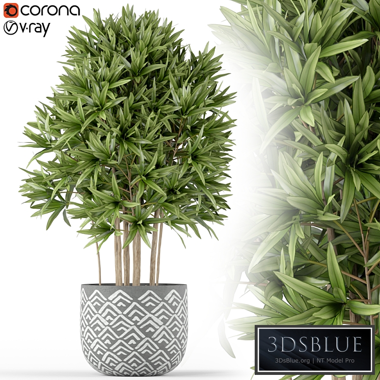 Plants collection 224