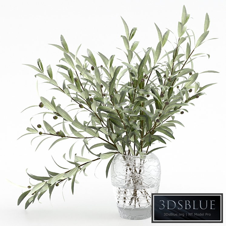 Olive branches in a vase