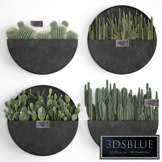 Vertical gardening. 55 Cactus , Prickly Pear, Cereus, Black Metal Shelf, Loft, Barrel cactus, Flower Shelf, Prickly pear