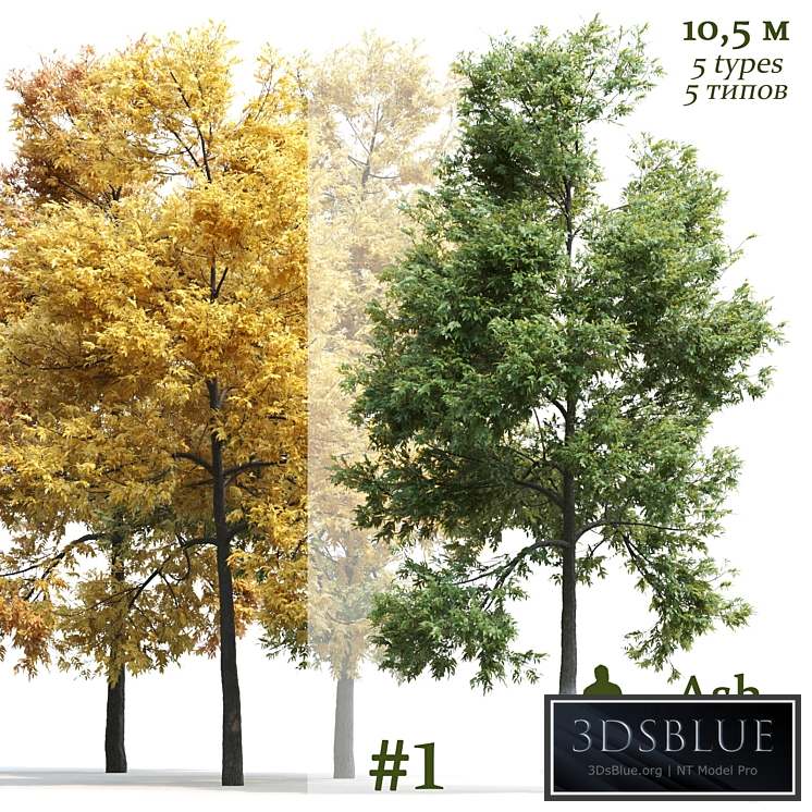 Ash-tree / Fraxinus #1