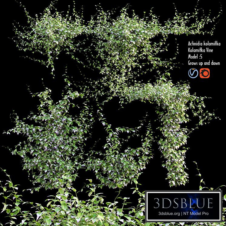 Actinidia kolomitka | Kolomitka Vine # 1