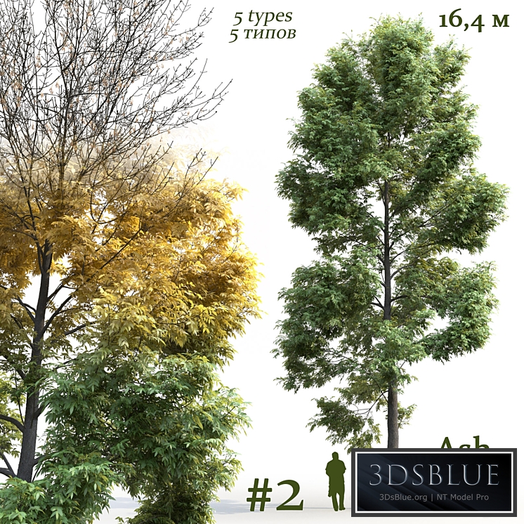 Ash-tree / Fraxinus # 2