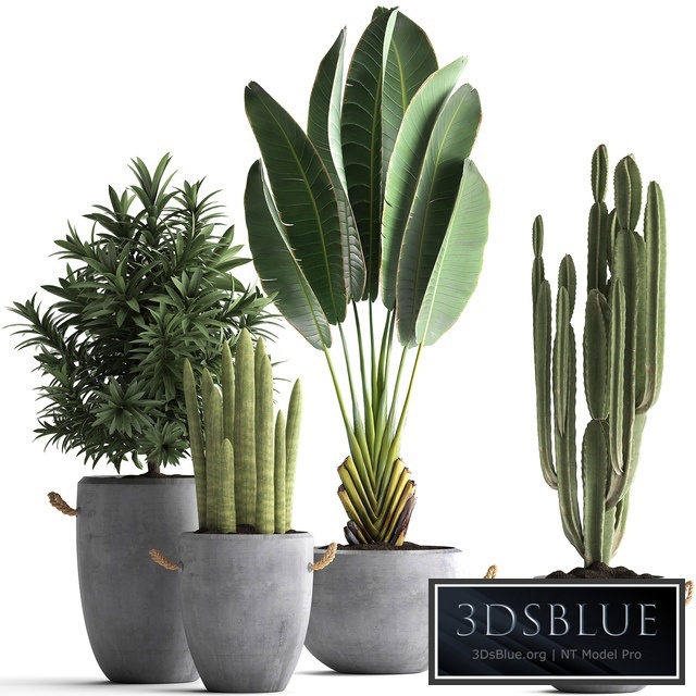 Plant Collection 434. Ravenala, concrete flowerpot, Cereus, cactus, oleander, indoor plants