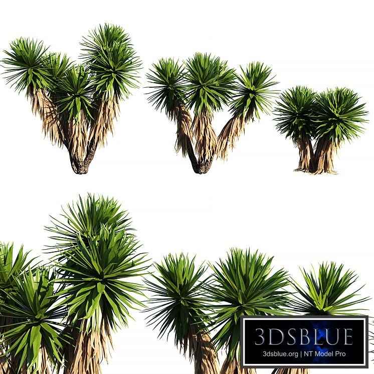 Yucca Plants 2 (3 MODEL)