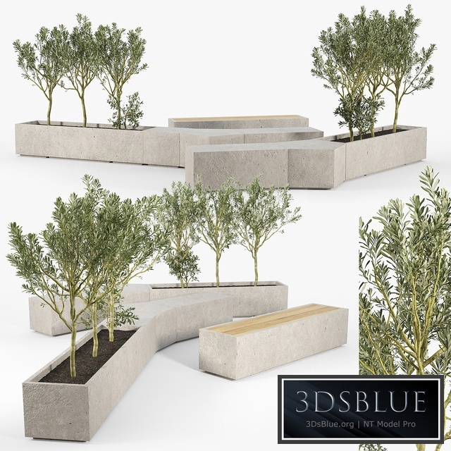 BOX PLANTER Olea europaea 02