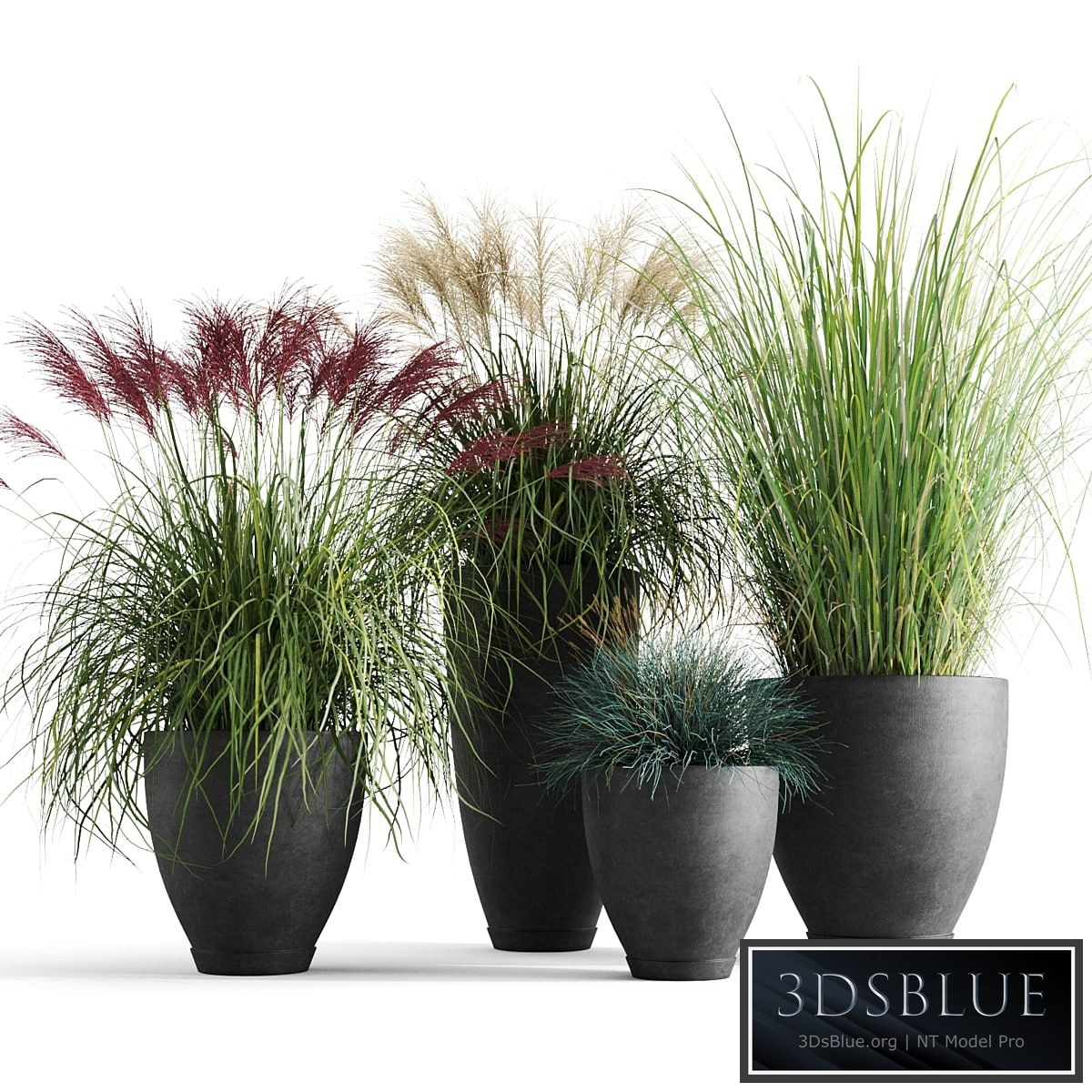 Decorative cereals in pots