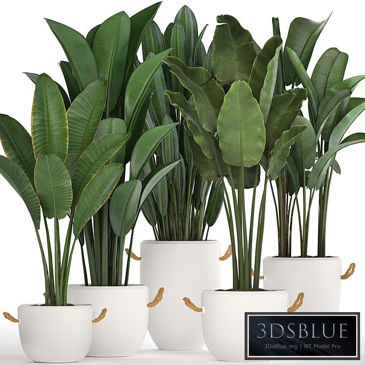 Plant Collection 435. Banana, Strelitzia, Ravenal, White Pot, Indoor Plants, Bushes, Thickets, Scandinavian Style, Office Flowers