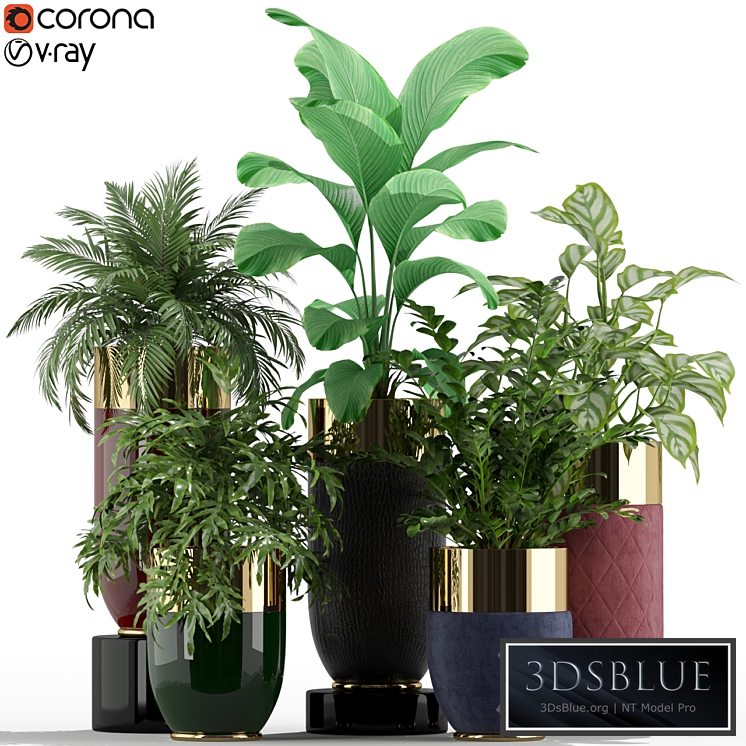 Plants collection 233 Longhi godwin