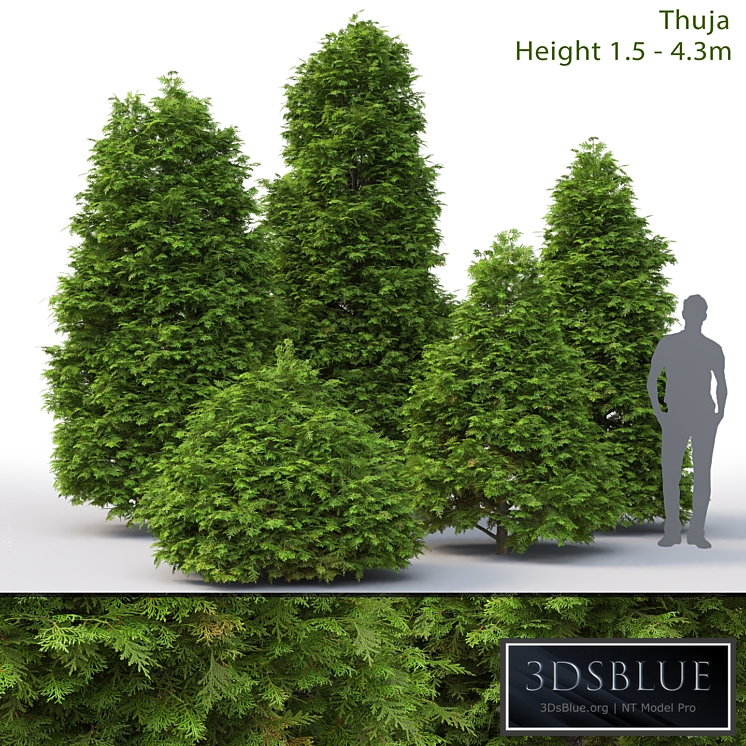 Thuja