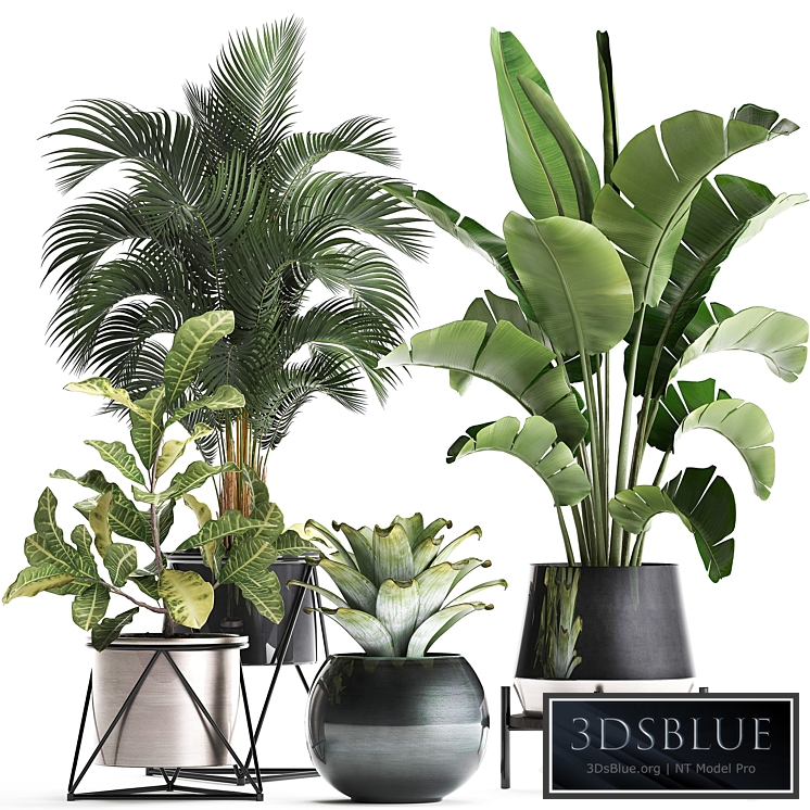 Plant Collection 441. Banana, strelitzia, round, croton, flowerpot, bromeliad, palm tree, houseplants, luxury, luxury decor, interior, stylish