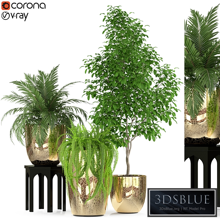 Plants collection 235