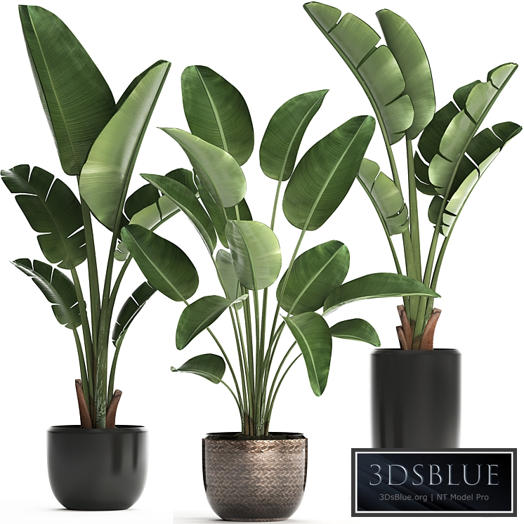 Plant Collection 444. banana palm, basket, rattan, bush, strelitzia, strelitzia, interior, office plants