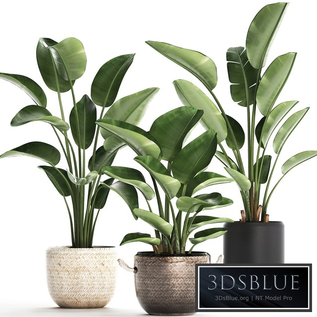 Plant Collection 445. banana palm, basket, rattan, bush, strelitzia, strelitzia, interior, office plants