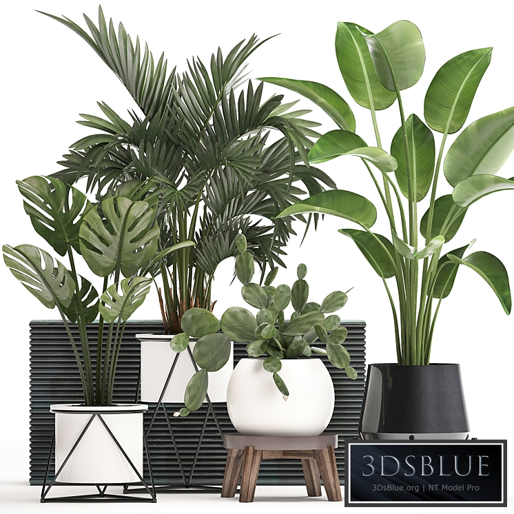 Plant Collection 448. White pot, cactus, flowerpot, prickly pear, banana, palm, monstera, round, stand, indoor plants, luxury pot, Scandinavian style, strelitzia