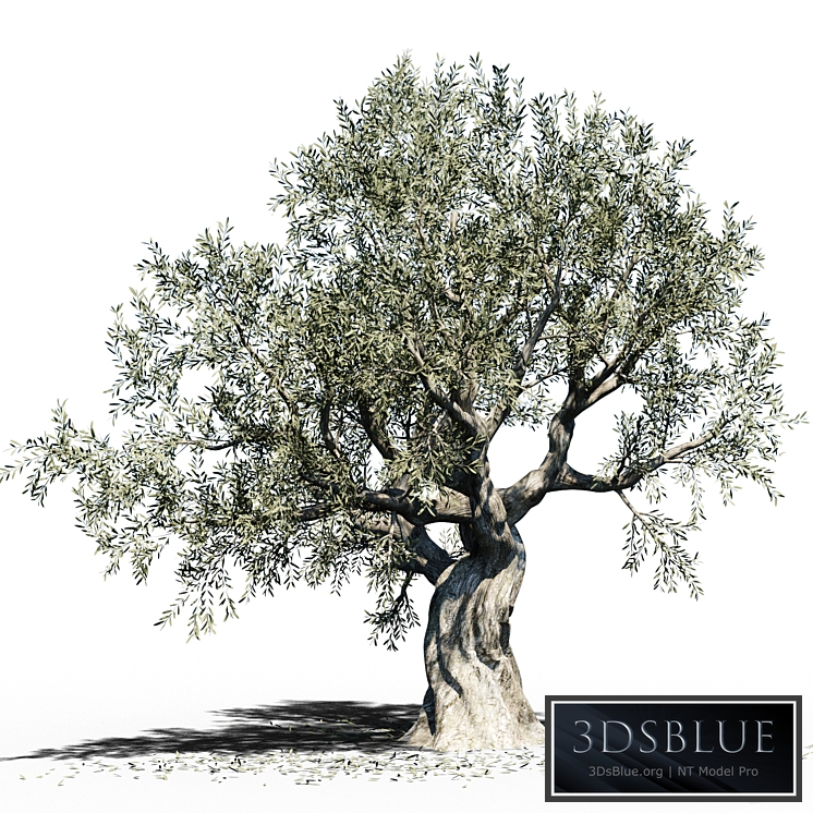Olive Tree (Europa Olea) # 3