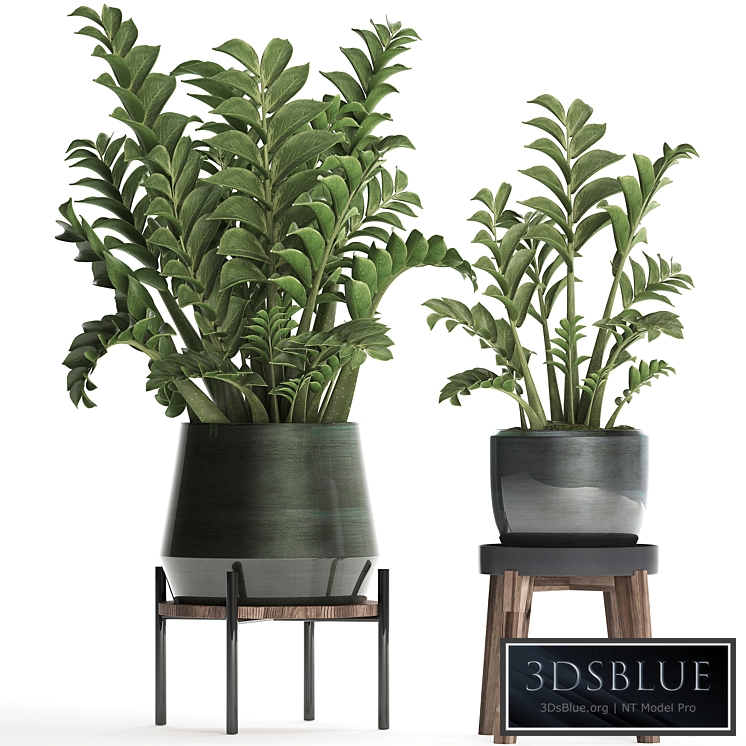 Plant Collection 449. Dollar tree, Zamioculcas, flowerpot, stand, indoor plants, office flowers