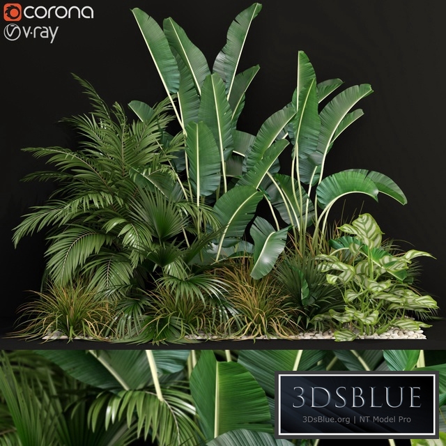 Plants collection 237