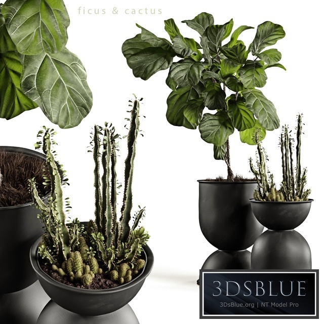 Ficus and cactus