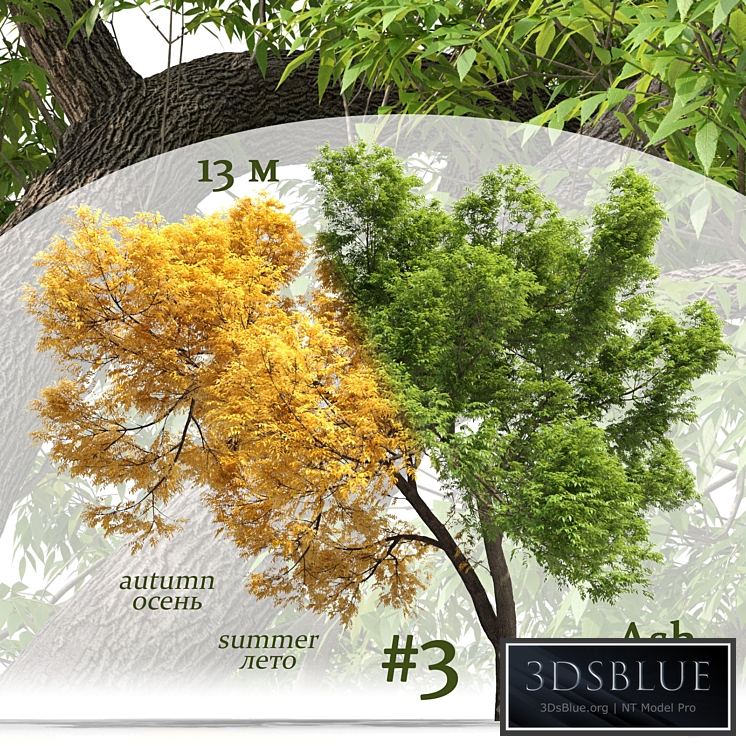 Ash-tree / Fraxinus #3