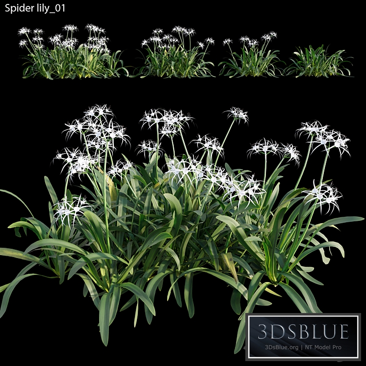 Hymenocallis americana -Spider lily