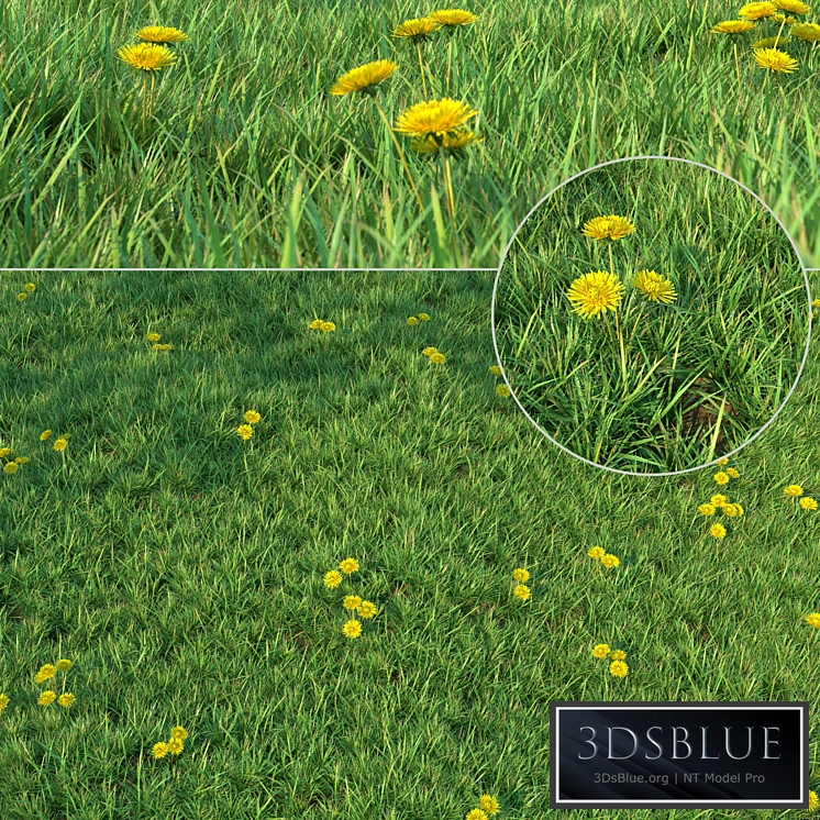 Grass for landscaping