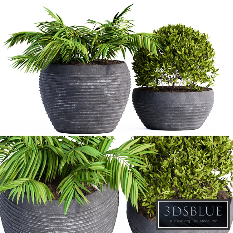 Outdoor Plants Black Pot