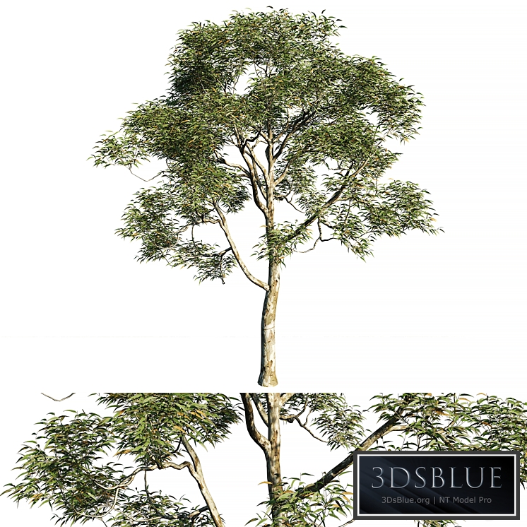 Eucalyptus saligna tree 02