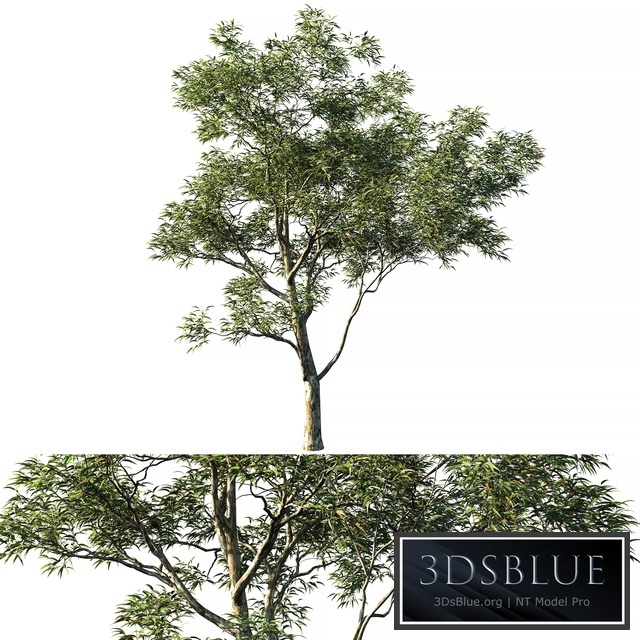 Eucalyptus saligna 03