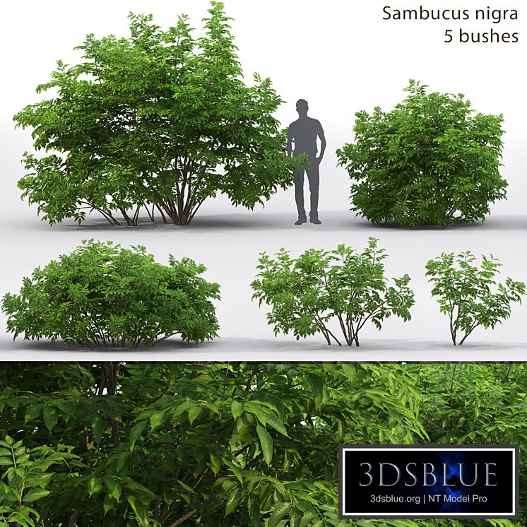 Elderberry | Sambucus nigra # 3